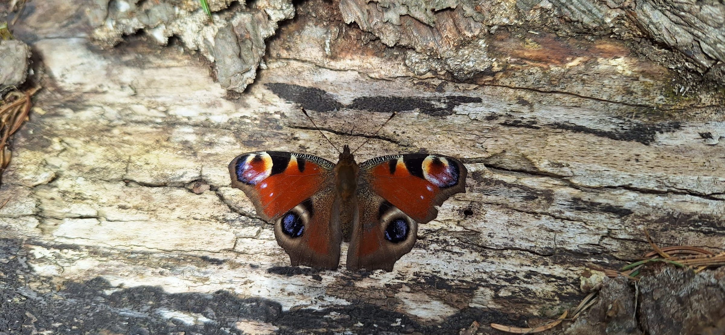 Babôčka pávooká na skale cestou z Jančekovej skaly koncom marca.