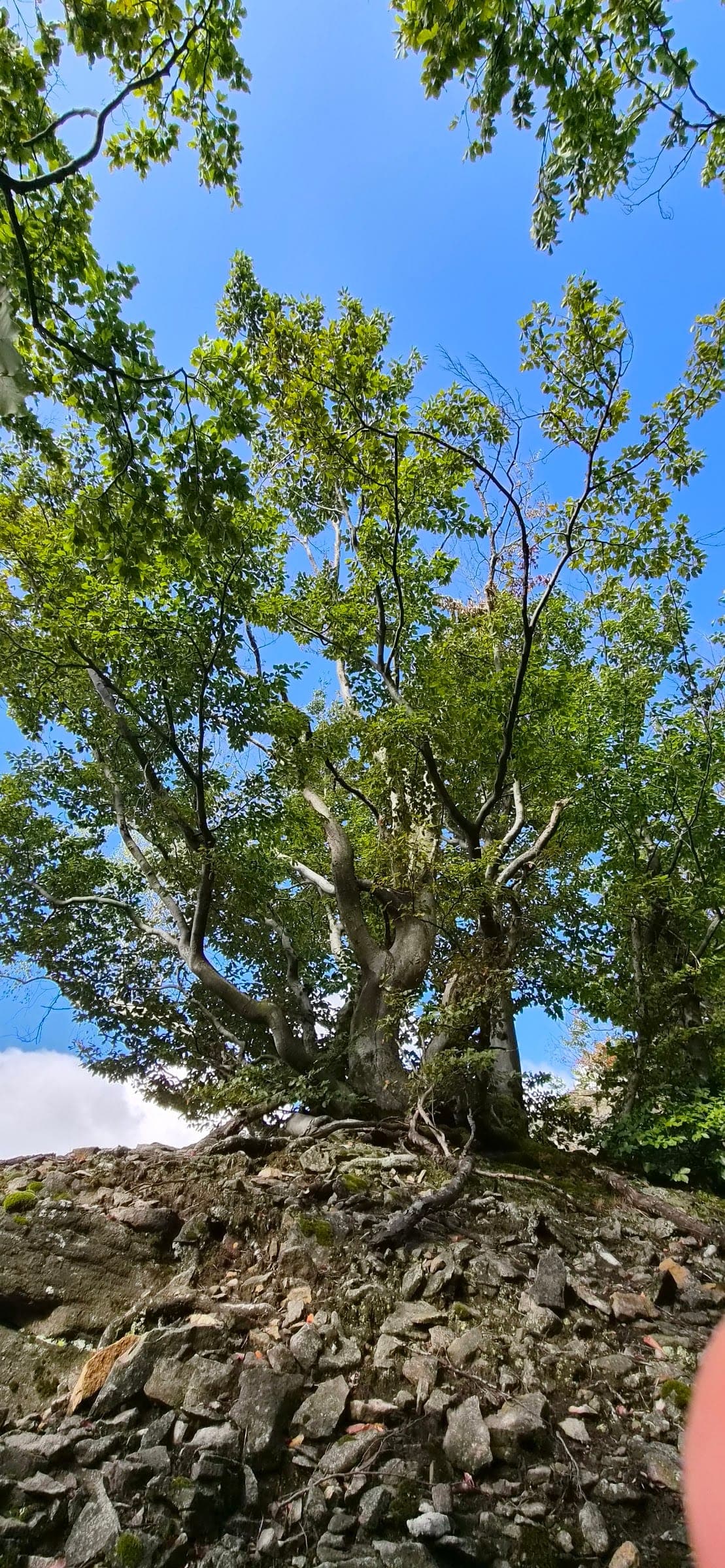 Strom na temene Trojkráľovej skaly.