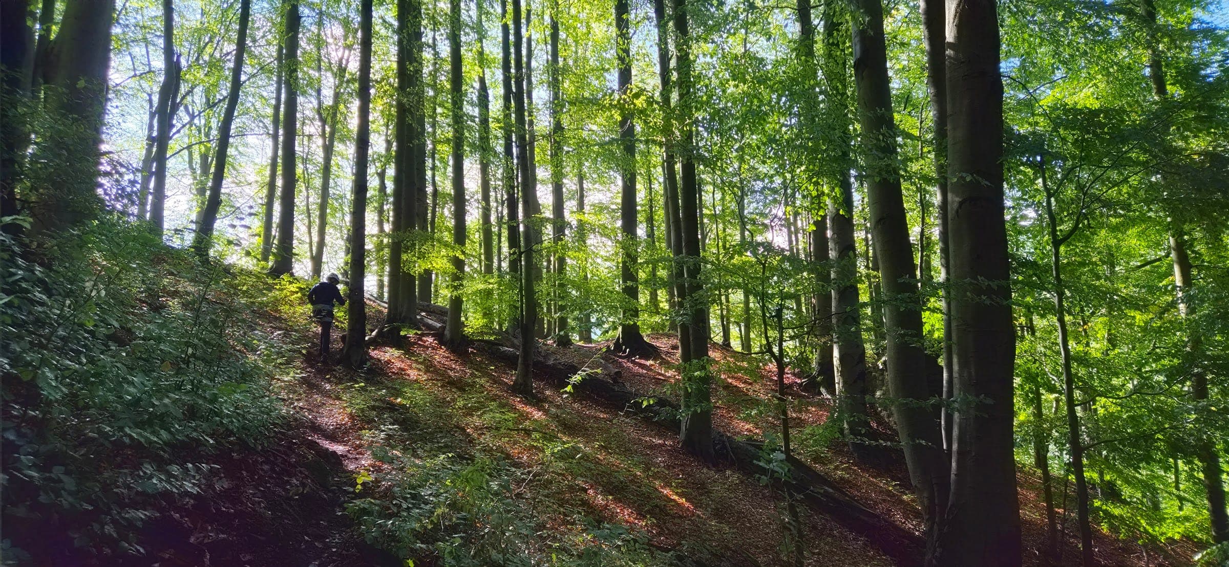 Bukový les medzi skalami okruhu.